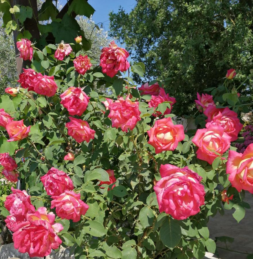 Il Podere Di Sole Farm stay Roccastrada