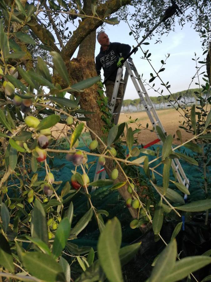 Vakantieboerderij Il Podere Di Sole Roccastrada