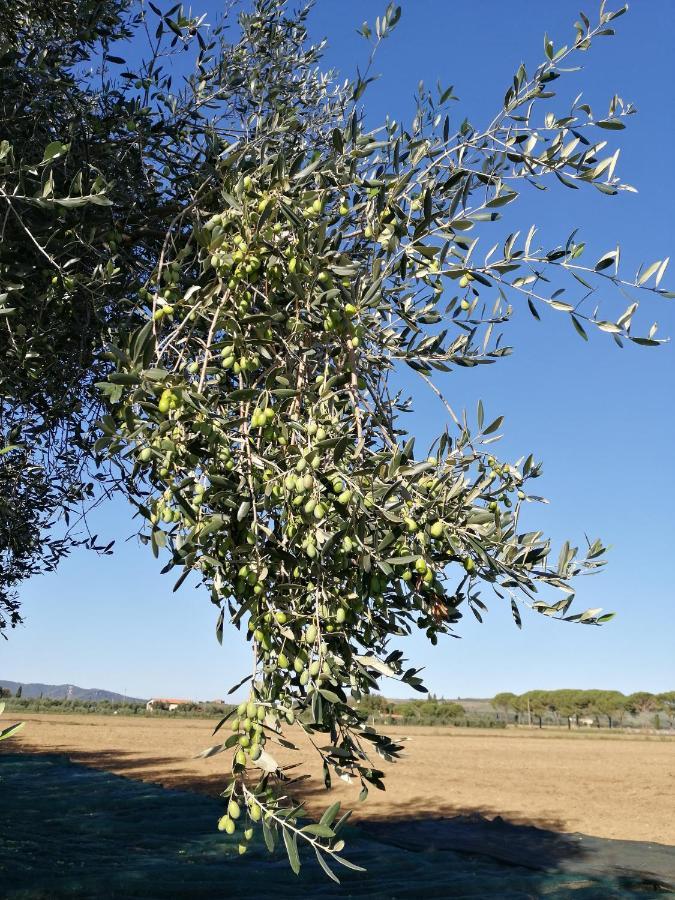 Vakantieboerderij Il Podere Di Sole *